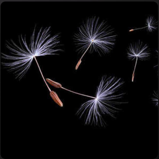 Sophia Hase | SoundCloud